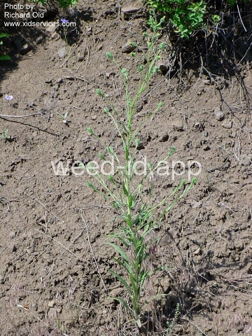 tarweed, coast